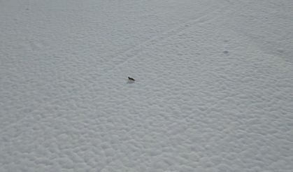 Tunceli’de karda yiyecek arayan tilki dron kamerasında