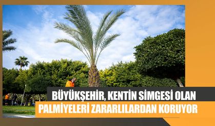Büyükşehir, Kentin Simgesi Olan Palmiyeleri Zararlılardan Koruyor
