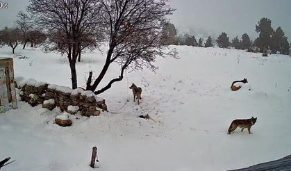 Mersin Bozyazı’da kurtlar köye indi