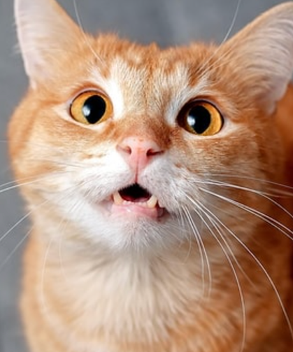 Pisi Pisi” Bir Kedi Şifresi mi? İşte Bu Sesin Bilimsel Sırrı