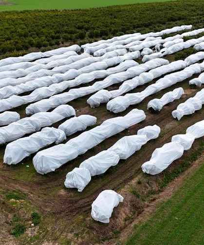 Kefen değil, don önlemi: Limon bahçeleri fileyle korundu