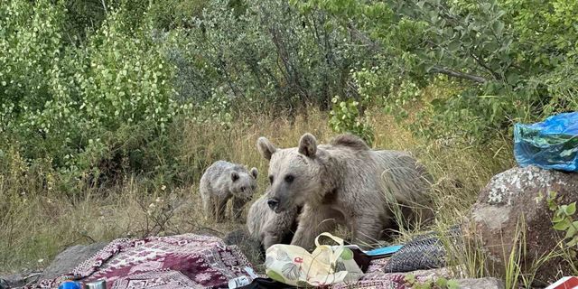 Nemrut’ta ayılar piknikçilerin sofrasına oturdu