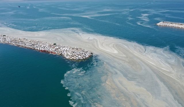 Beykoz’da Müsilaj Artışı: Deniz Çayırlarında Alarm Zili Çalıyor