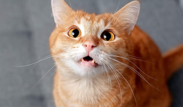 Pisi Pisi” Bir Kedi Şifresi mi? İşte Bu Sesin Bilimsel Sırrı