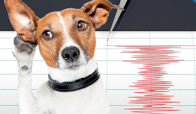 Hayvanlar Depremi Nasıl Hisseder? Kediler, Köpekler ve Balıklardan Gelen İpuçları
