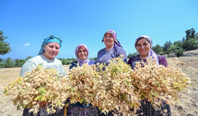 Mersin Büyükşehir ile Atalık Tohumlar Geleceğe Taşınıyor