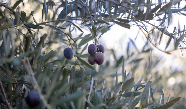 Mersin Büyükşehir’in Fidan Destekleri Meyvesini Veriyor
