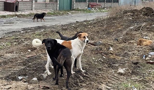Köpeklerin Saldırdığı 3 Yaşındaki Çocuk Ağır Yaralandı