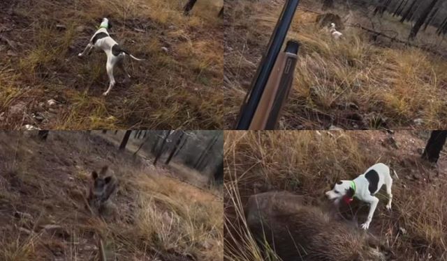 Mezitli’de Av Faciası Kıl Payı Atlatıldı: Domuz Bir Anda Üzerine Koştu