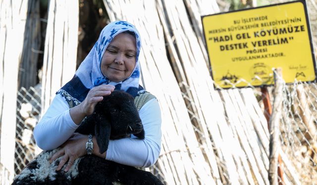 Kuzular Çoğaldı Köyde Yüzler Gülmeye Başladı