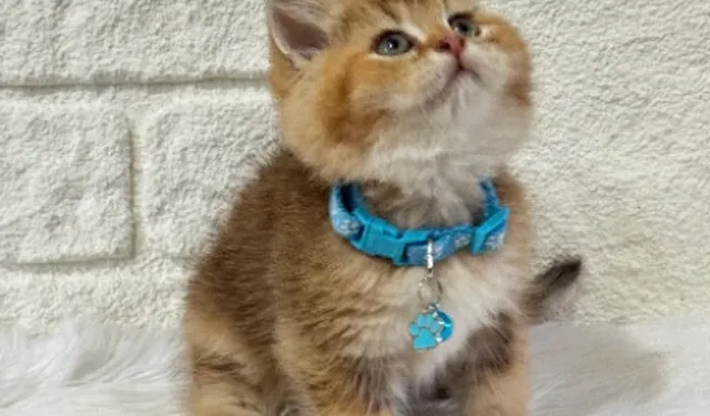 Hayvan Severlerin Güvenli Buluşma Noktası Petyasam.com