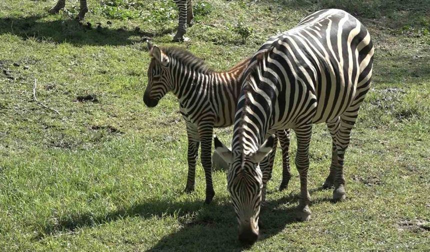 Bursa Hayvanat Bahçesi’nin zebra ailesine 3 yeni üye