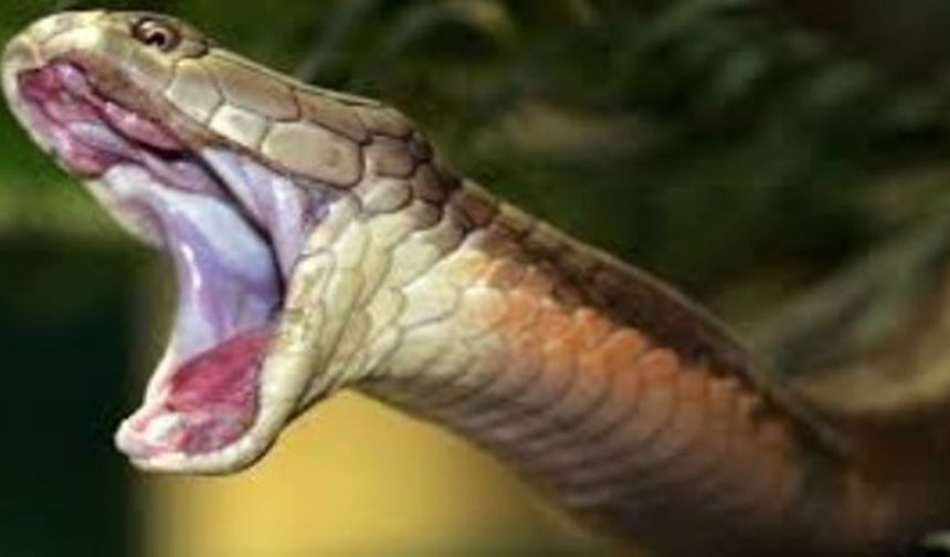 Samsun Bafra’da yılana benzeyen yaratık olayı! Gece boyunca nöbet tutuyorlar
