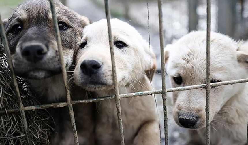 Sahipsiz sokak köpekleri teklifi, TBMM Tarım, Orman ve Köyişleri Komisyonunda kabul edildi