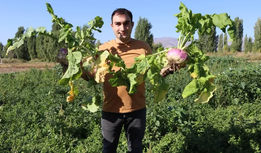 Erzincan’da Şalgam İçin Islah Çalışmaları: Geçmişten Geleceğe Bir Adım