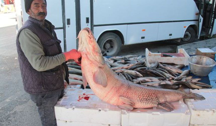 Erzincan’da 55 Kiloluk Dev Turna Balığı Yakalandı!