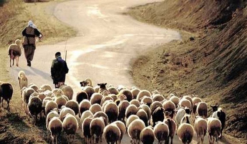 Aylık 100 Bin TL Kazandıran İş Ama Kimse Başvurmuyor! Sebebi Şaşırttı