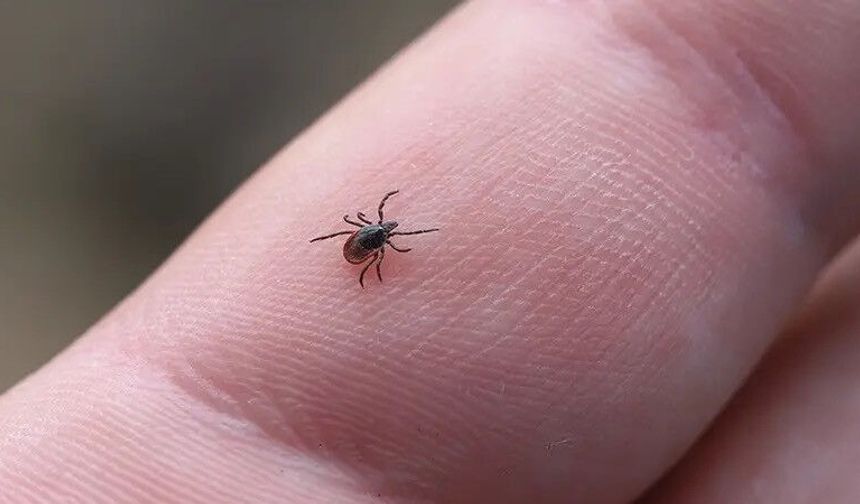 Tokat’ta KKKA Sonrası Kene Uyarısı: Uzmanlar Uyardı “En Büyük Hata Elle Çıkarmak, Virüs Sessizce Yayılabilir”