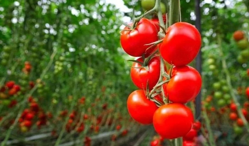 Bahçeniz Eylül’de Renkleniyor: Taze Sebze Rehberi