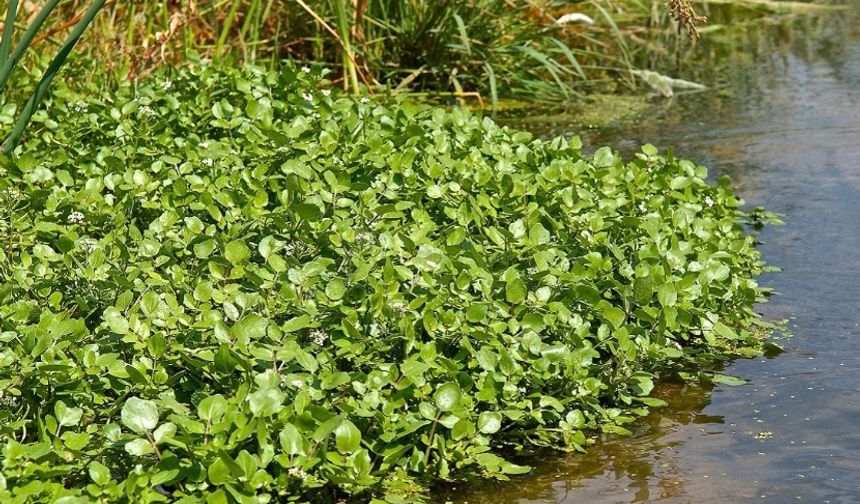 Besin Bombası Su Teresi: Bağışıklığı Güçlendiriyor, Kansere Karşı Koruyor