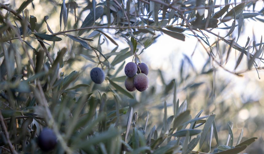Mersin Büyükşehir’in Fidan Destekleri Meyvesini Veriyor
