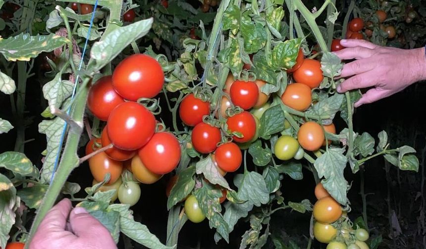 Mersin’de seralarda zirai don nöbeti