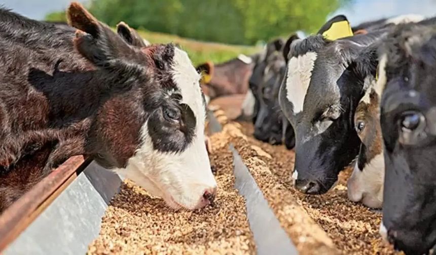 Yemde Vergi Şoku - Çiftçi Daha Zam Gelmeden Endişeye Kapıldı