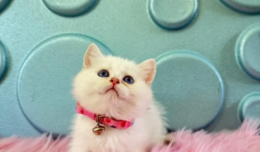 British Shorthair Fiyatları