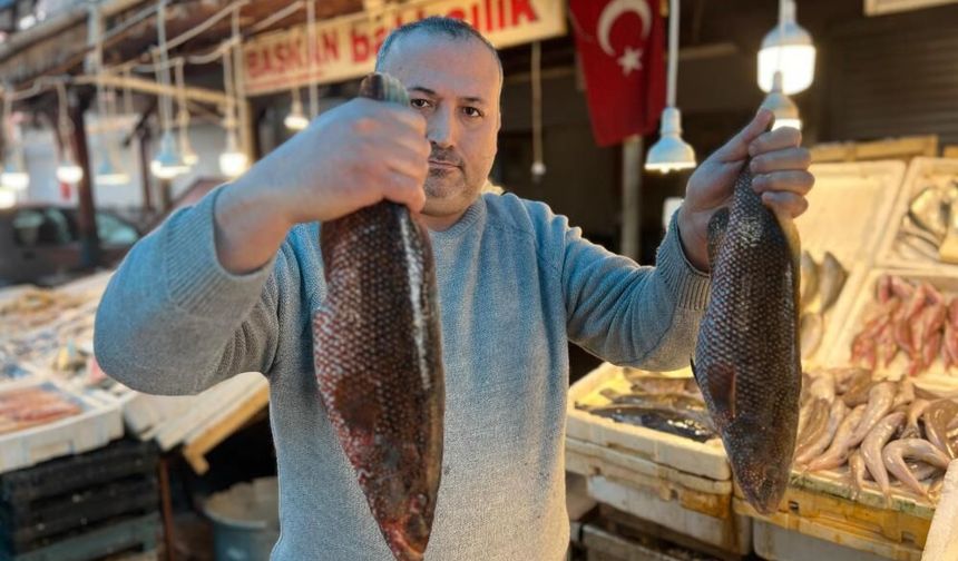 ‘Portakal benekli lagos’ Mersin’de tezgaha çıktı