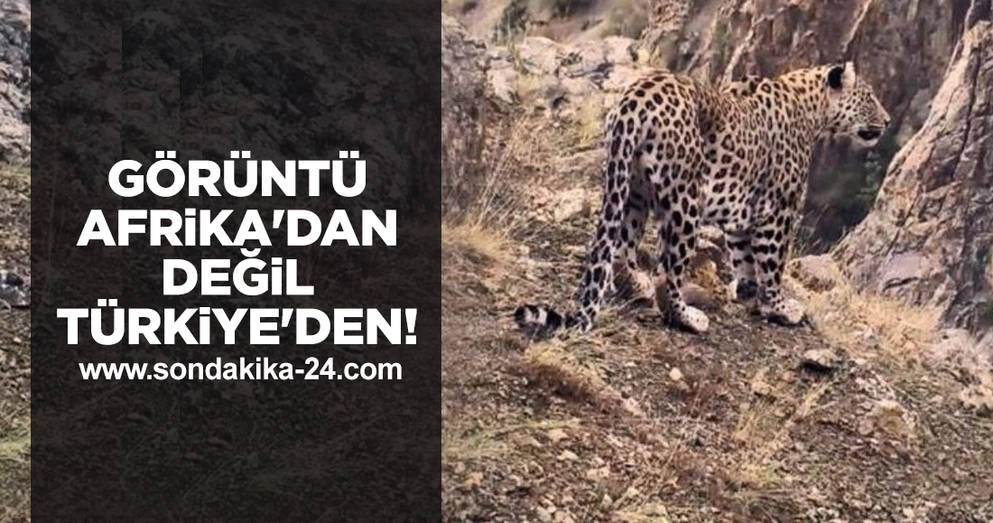 Görüntü Afrika'dan değil Türkiye'den! Bakan Kirişçi bile izlerken büyük heyecana kapıldı