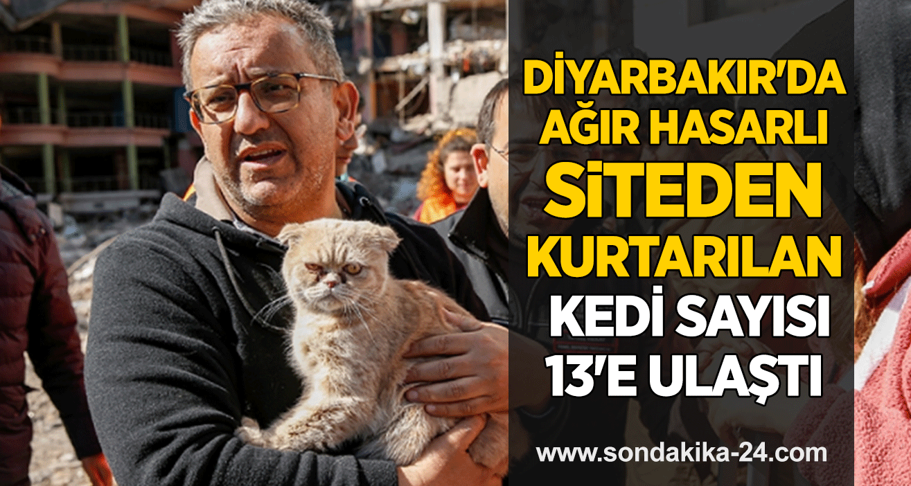 Diyarbakır'da ağır hasarlı siteden kurtarılan kedi sayısı 13'e ulaştı