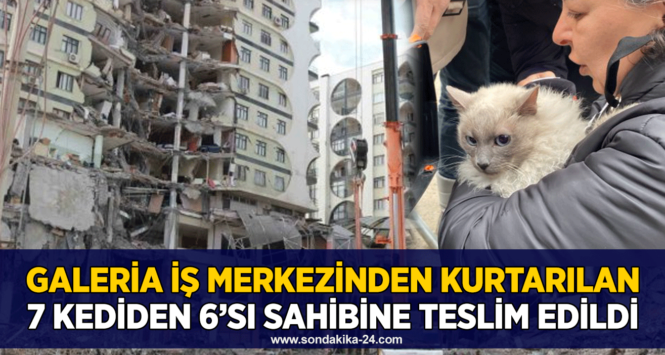 Galeria İş Merkezinden kurtarılan 7 kediden 6’sı sahibine teslim edildi