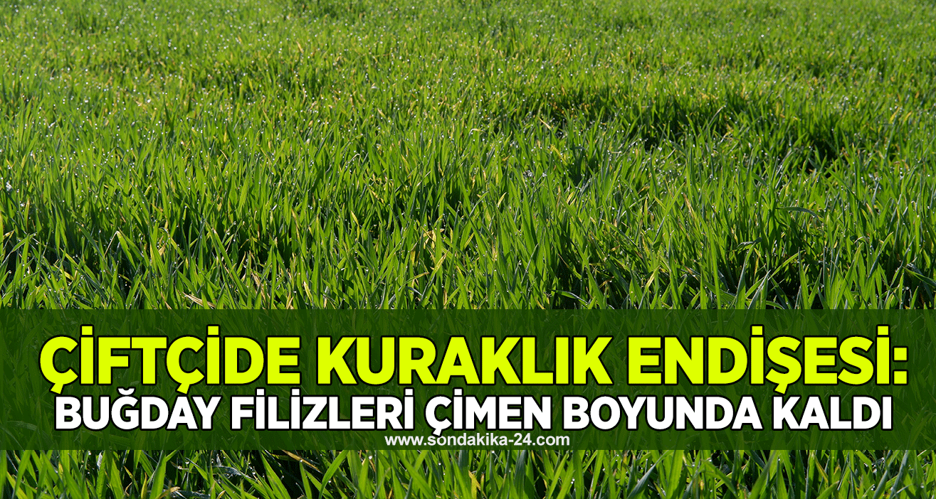 Çiftçide kuraklık endişesi: Buğday filizleri çimen boyunda kaldı