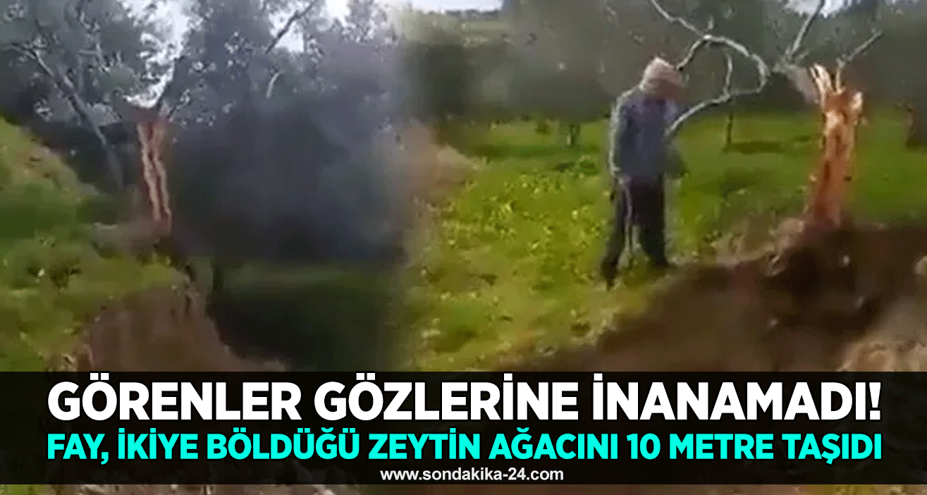 Görenler gözlerine inanamadı! Fay, ikiye böldüğü zeytin ağacını 10 metre taşıdı