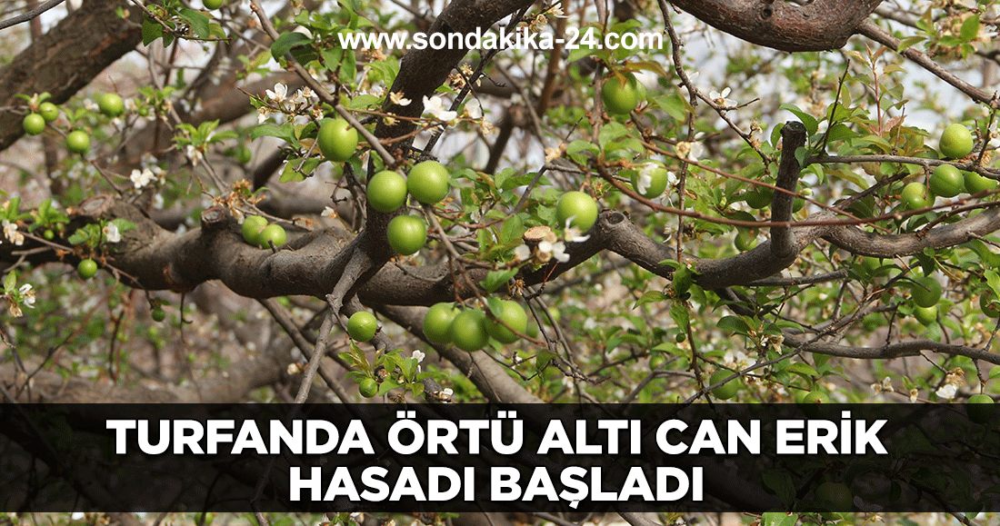 Turfanda örtü altı can erik hasadı başladı