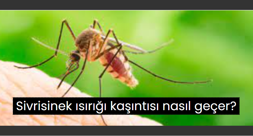Sivrisinek ısırığı kaşıntısı nasıl geçer? - Son dakika Haberlerleri