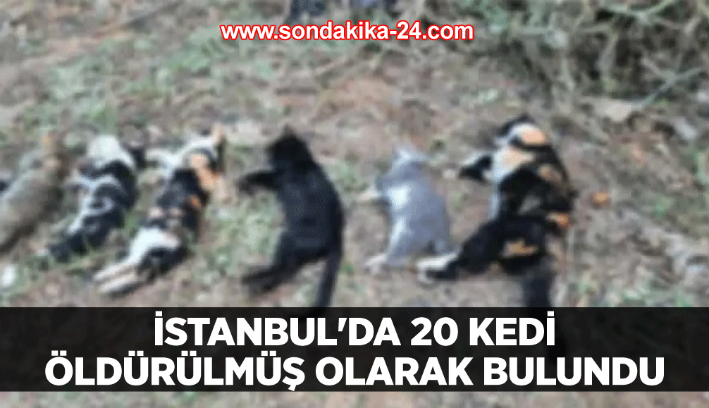 İstanbul'da 20 kedi öldürülmüş olarak bulundu