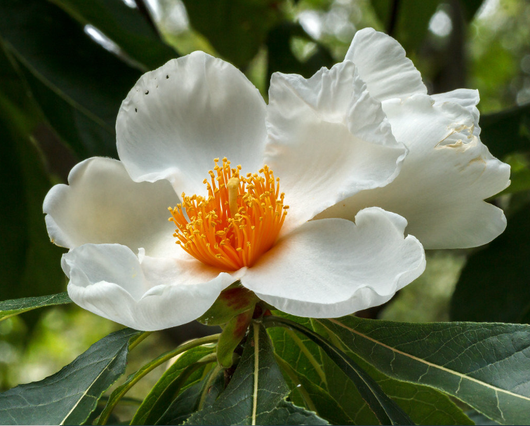 Franklinia Alatamaha