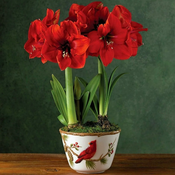 Kırmızı Amaryllis