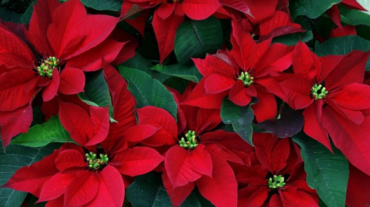 Kırmızı Çiçekler