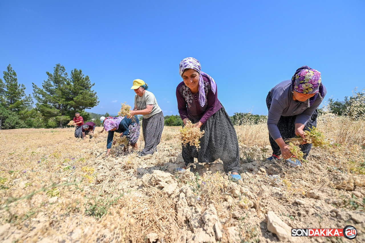 Büyük Mersi̇n Büyükşehi̇r İle Atalik Tohumlar Geleceğe Taşiniyor (6)
