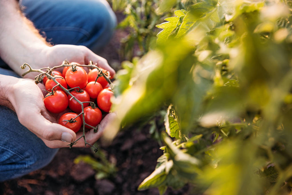 Stock Photo Farmer Holding Tomatoes