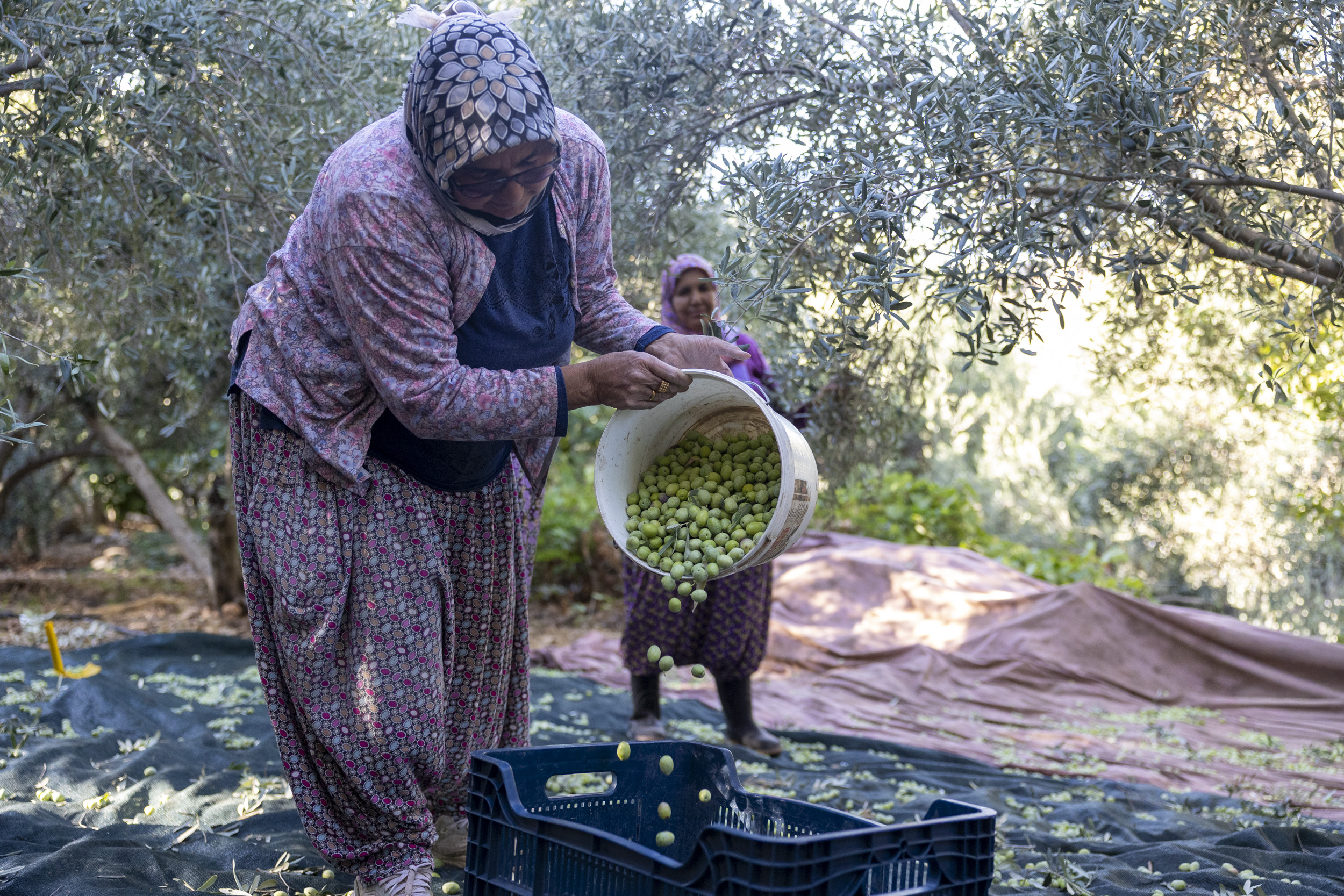 Mersi̇n Büyükşehi̇r’i̇n Fi̇dan Destekleri̇ Meyvesi̇ni̇ Veri̇yor (4)