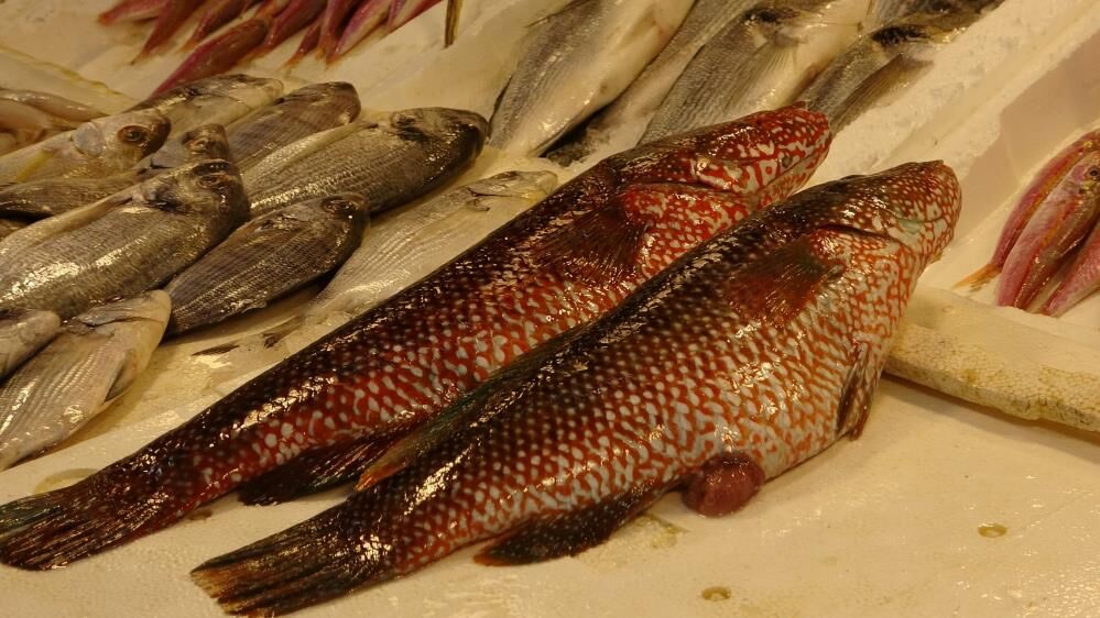 646368525 1532879572170795 5212418000748504964 N